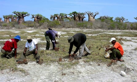 Madagascans collecting seeds