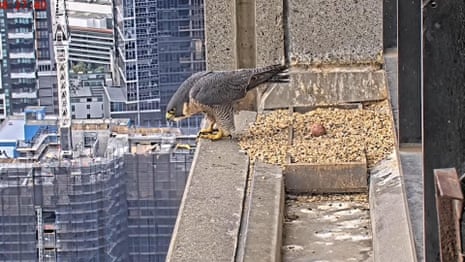 Good eggs: followers delighted as new peregrine falcon chicks hatch on Melbourne skyscraper