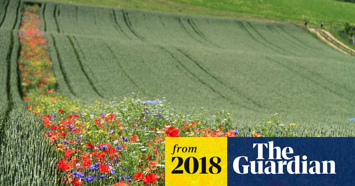 Stripes Of Wildflowers Across Farm Fields Could Cut Pesticide Spraying Pesticides The Guardian Cut Pesticide Spraying Pesticides, Wild Flower Farm