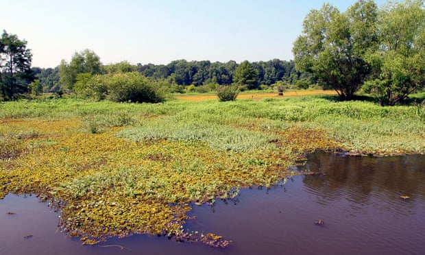 A floating bed of giant salvinia on Toledo Bend Reservoir, Texas. The weed can double in size in eight to 10 days, eventually growing into thick mats of vegetation that can kill anything that lives under it.