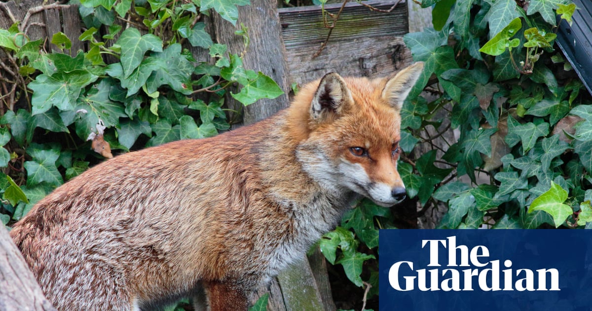 Tell us: have foxes caused friction among neighbours where you live?