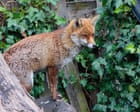 Tell us: have foxes caused friction among neighbours where you live?