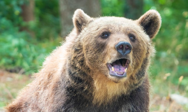 Bear kills jogger on woodland path in northern Italy