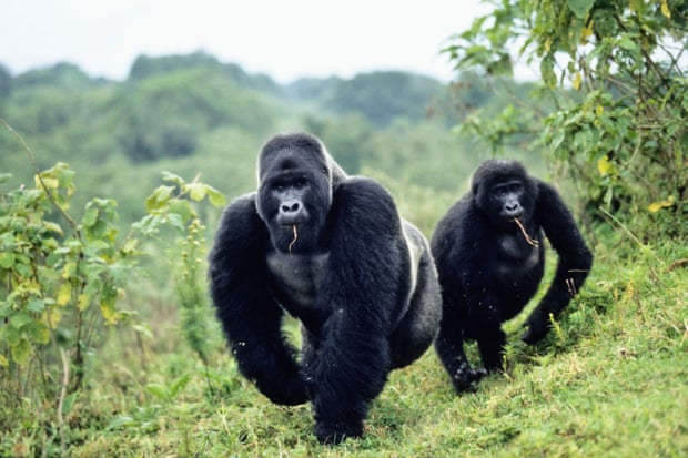 Silver-back gorillas in Virunga National Park, Congo, Africa