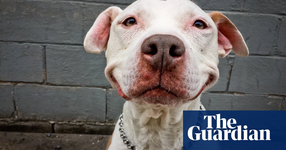 Emergency calls for pets eating cannabis surge 765% over past decade