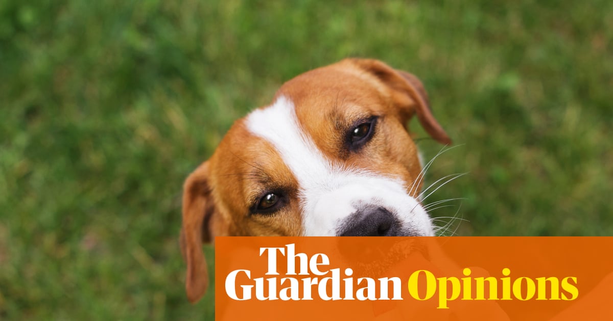 Struggling to get through summer? Treat yourself like a beloved dog – and six other survival tips | Emma Beddington