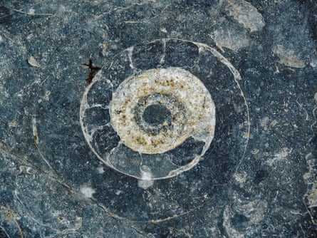 Close up photo of the shell of an ammonite fossilised in blue rock