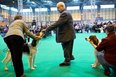 Rhys looks on as Judge Mr P Jeffrey examines a rival in the Post-Graduate class, Irish Red &amp; White Setter.