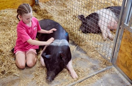 Asher Blenkiron pats her pig