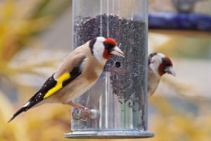 Goldfinches at a bird feeder full of niger seeds