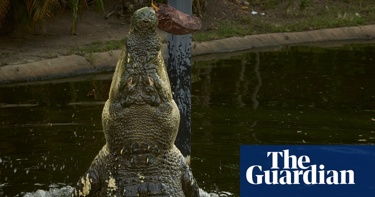 Snap result: Speckles the psychic crocodile predicts who will win Australian election