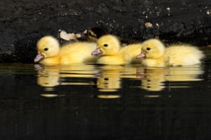 Muscovy ducklings swim together in a pond at Lake Eola Park in Orlando, Florida, US
