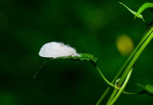 A nygmiini tussock moth rests on a leaf in a forest near Tehatta, West Bengal, India. Belonging to the Erebidae family, Nygmiini moth larvae are often considered pests of various woody plants