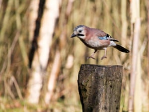 A jay comes in to land
