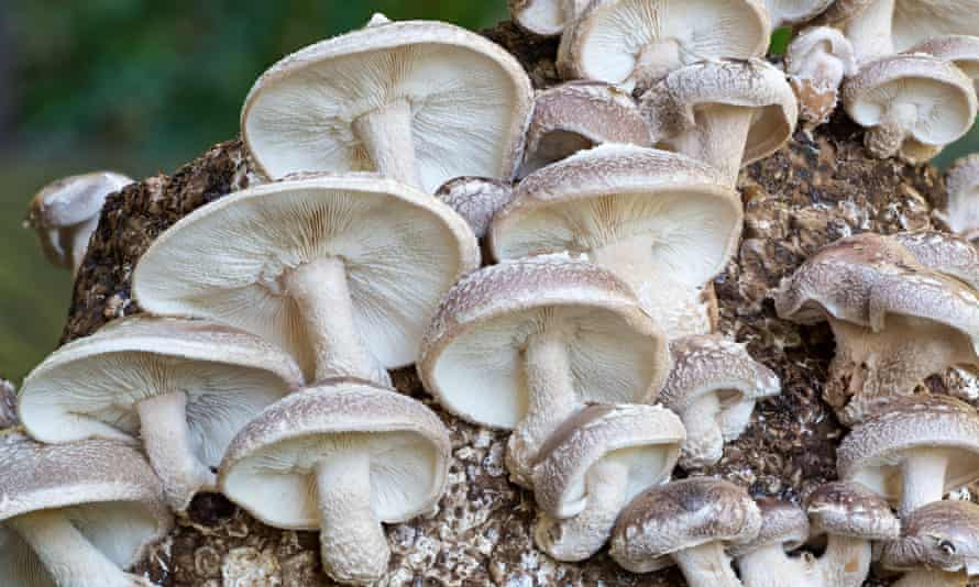 Shiitake mushrooms (Lentinula edodes) being home cultivated.