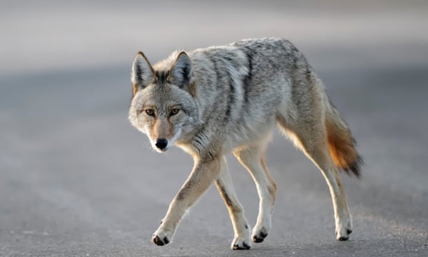 POLL: Should the killing of animals by Wildlife Services be stopped? POLL: Should the killing of animals by Wildlife Services be stopped?