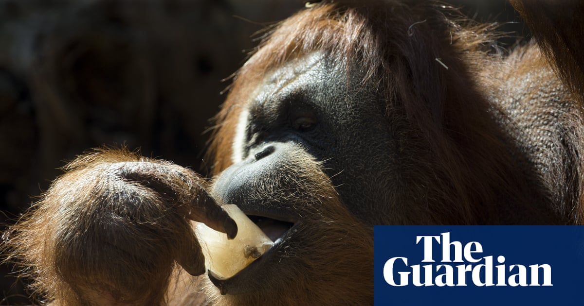 Orangutans prefer food associated with sounds of laughter, study suggests