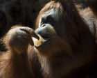 Araştırmaya göre orangutanlar kahkaha sesi içeren yiyecekleri tercih ediyor