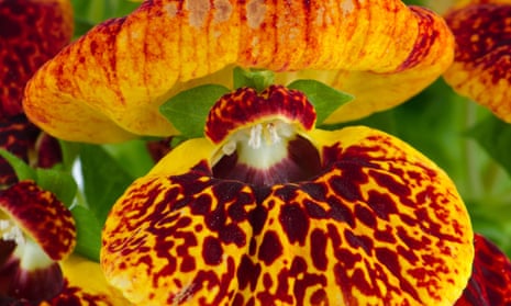 Closeup of yellow and red calceolarua flower