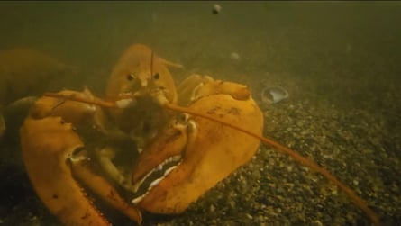 A lobster walking.