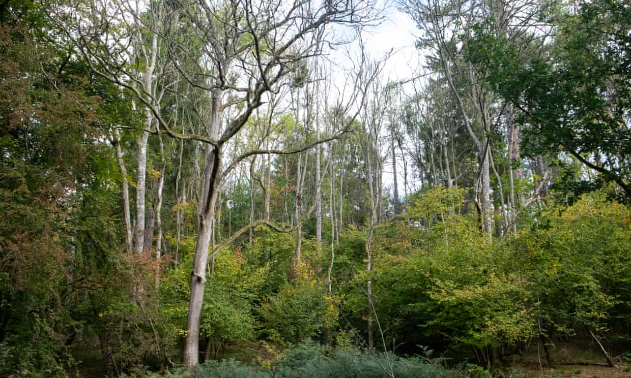 Disease ravages UK’s fragile woodlands Disease ravages UK’s fragile woodlands