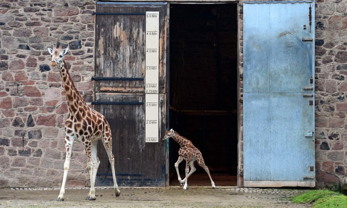 POLL: Does the world still need zoos? 3995