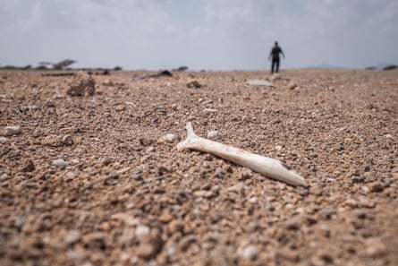 A man can be seen in the far distance. In the foreground is a bleached human bone on stony, sandy ground.