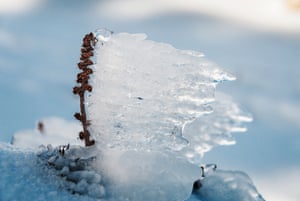 Rime ice on vegetation, Mount St Phillack, Baw Baw National Park, Victoria
