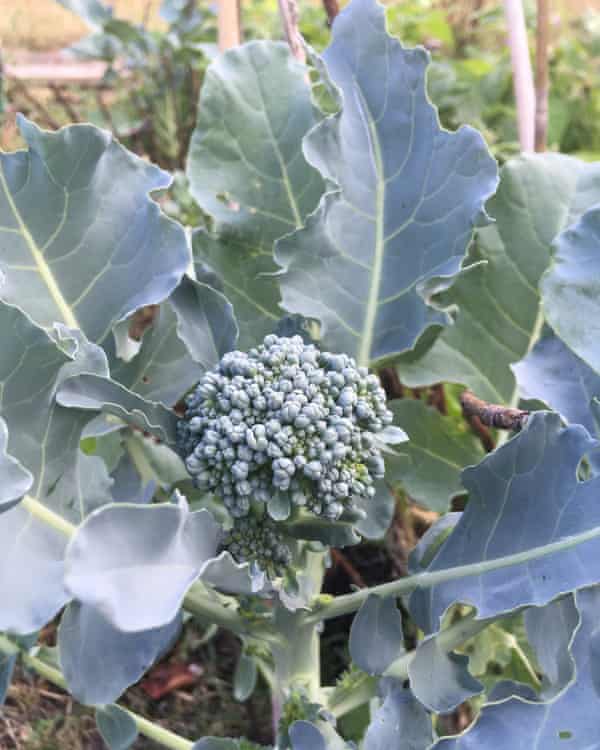 ‘One little green floret of broccoli has become my role model for survival. Though I’m sorry, mate, you’re going to be eaten anyway.’
