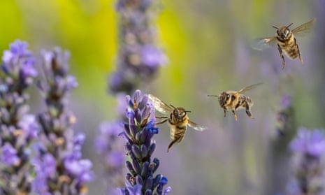 A European honeybee, Apis mellifera, feeding on garden lavender