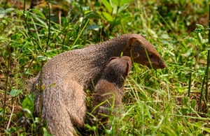 An Indian grey mongoose mother and her offspring walk through grass