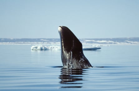 Whale rises out of water head-first; shoreline and ice floe in background