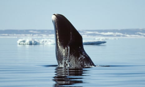 Bowhead whales live for 100 to 200 years but have a low rate of cancer