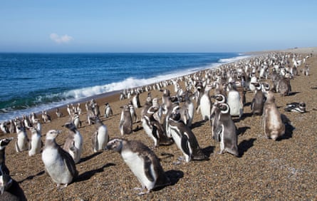 Penguin chicks and adults standing on a long pebbly beach