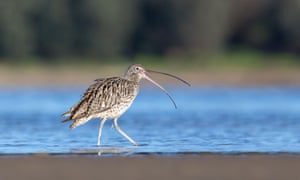 An eastern curlew walks across water. ‘Fewer and fewer eastern curlews are reaching old age. The global population has crashed by 80% in the past 30 years.’