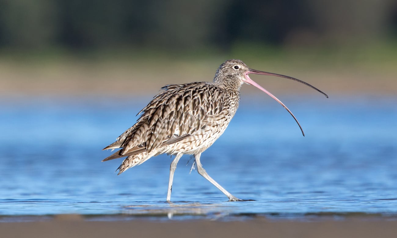 An eastern curlew