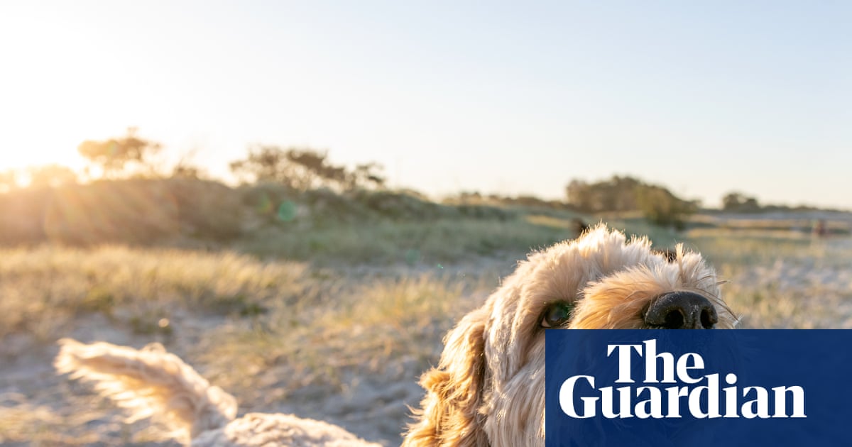Oodles of Lucys: survey reveals Australia's most popular dog breeds and names