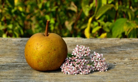 A perry pear.