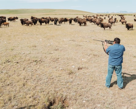 A man raising a gun at bison