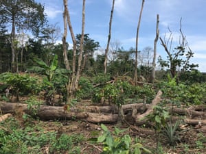 A decimated forest in Ivory Coast