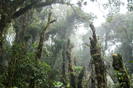 Trees in a misty rain forest on the Barva Volcano in Braulio Carrillo National Park, Costa Rica. Photo taken 14 November 2011.