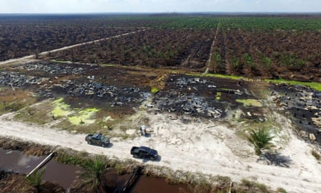 A fire-damaged plantation in Riau, Indonesia.