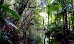 Climate Change Now The Most Significant Threat To Australia S Wet Tropics Australia News The Guardian