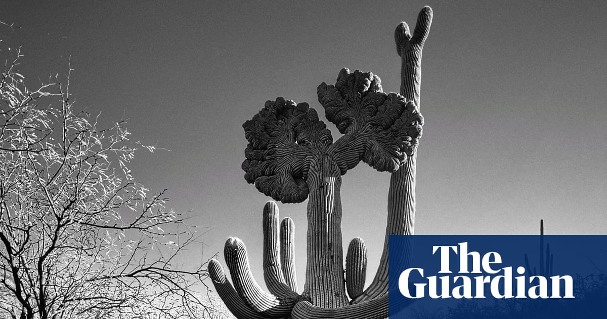 ‘यह कैक्टस ऐसा लगता है जैसे यह उपदेश दे रहा हो’: जोसेफ साइर की सबसे अच्छी फोन तस्वीर