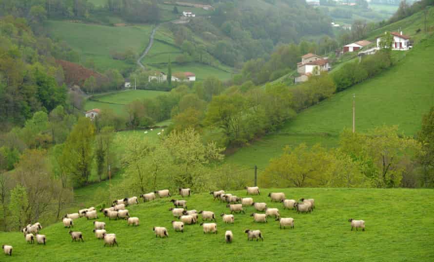 Fewer, bigger, more intensive: EU vows to stem drastic loss of small farms | Farming 2 Sheep graze on a steep moutain meadow in Anhaux, south-western France.