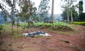 A covered corpse at the side of the road near Bamenda
