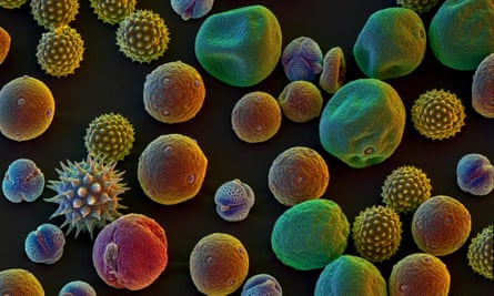 Allergenic pollen mix