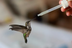Cecilia Antonio feeds a hummingbird at Catia Lattouf’s apartment, where Catia holds a makeshift clinic to take care of hummingbirds in Mexico City