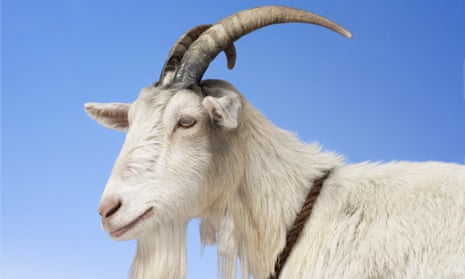 How goat is becoming good to eat.