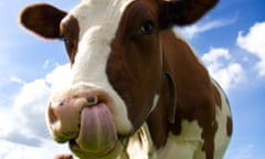 Cow sticking its tongue out